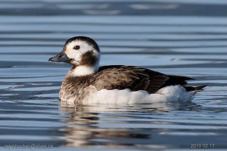 The Backyard Wildbird and Nature Store Nanaimo bird report, January 21
