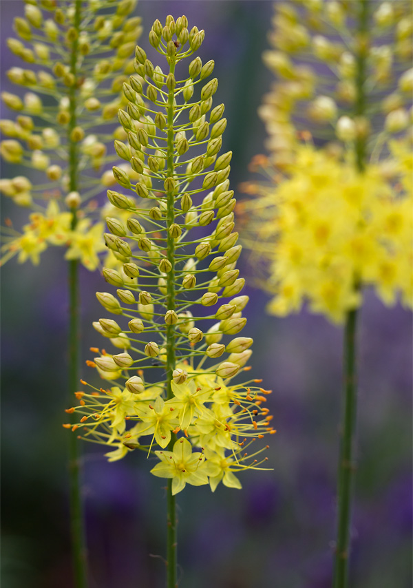 Gartenblog Geniesser Garten Staudenbeet Planen Und Anlegen