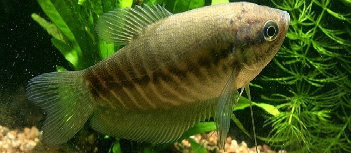 Panduan Lengkap Budidaya Ikan Sepat Siam (Trichogaster Pectoralis)