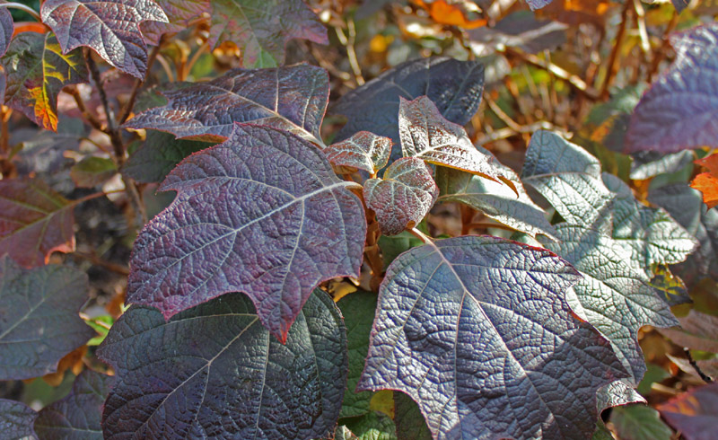 32 Best Purple Foliage Images Plants Purple Garden