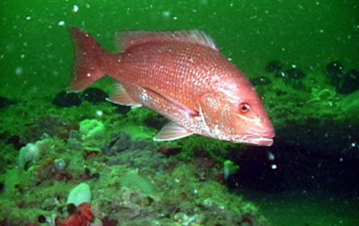 best way to cook red snapper best way to cook red snapper