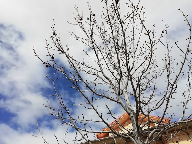 Liquidambar (Liquidambar styraciflua L.).