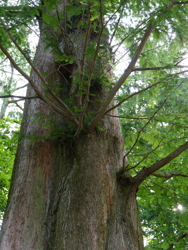 Frankfurt Unterwegs In Mainhattan