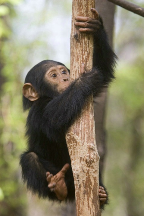 поставь слова в правильном порядке и запиши предложения like sing bird can. Can you climb like a chimp. поставь слова в правильном порядке и запиши предложения. What can animals do. Can you climb like a chimp.