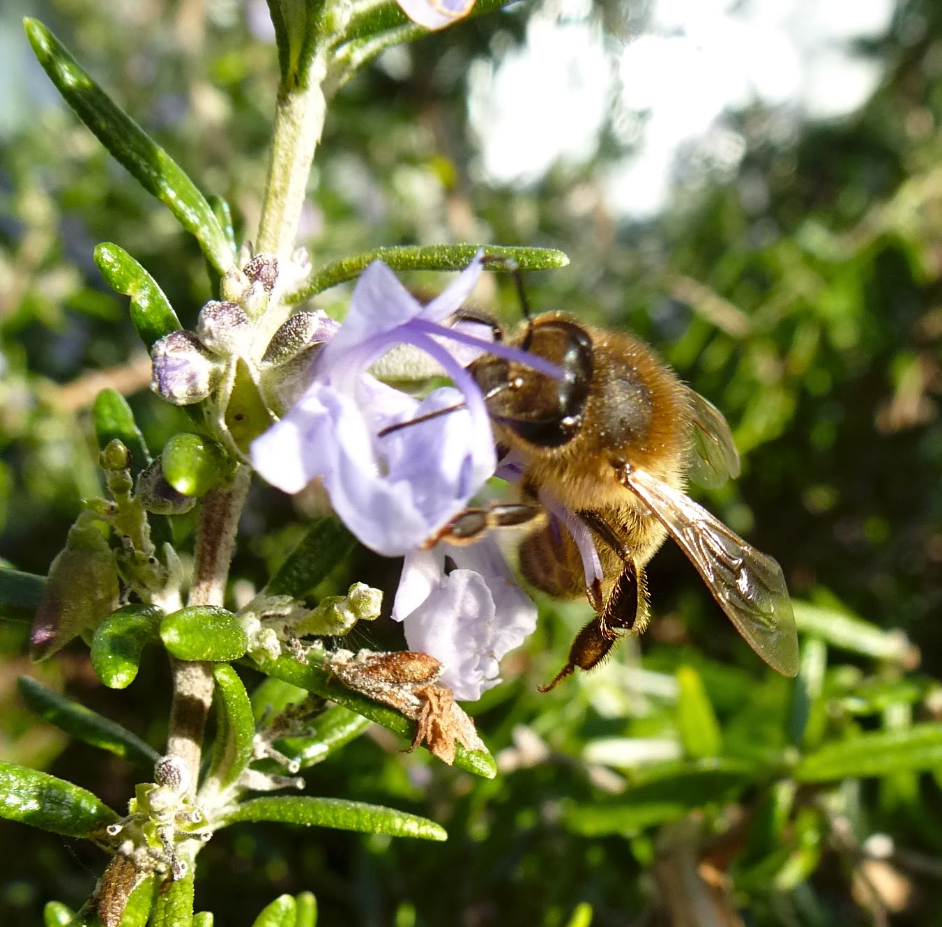 Honey bees on viburnum tinus, crocus, rosemary and gorse.