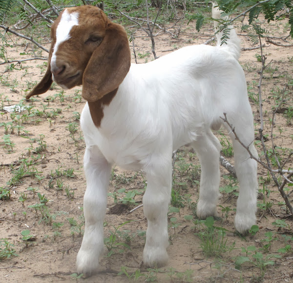 baby boer goat, boer goat kid, boer kids, boer goat kids