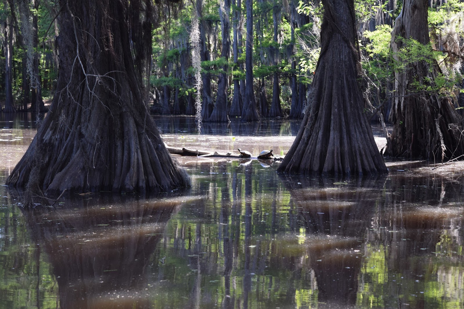 Travel For A Purpose Caddo Lake State Park A Picturesque Cypress