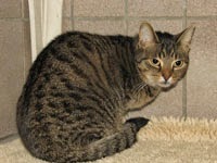 Tierschutzverein Buckeburg Rinteln Und Umgebung Ev Spende Fur