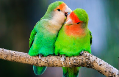 Cara Ternak Lovebird Untuk Pemula yang Baru Memelihara Lovebird