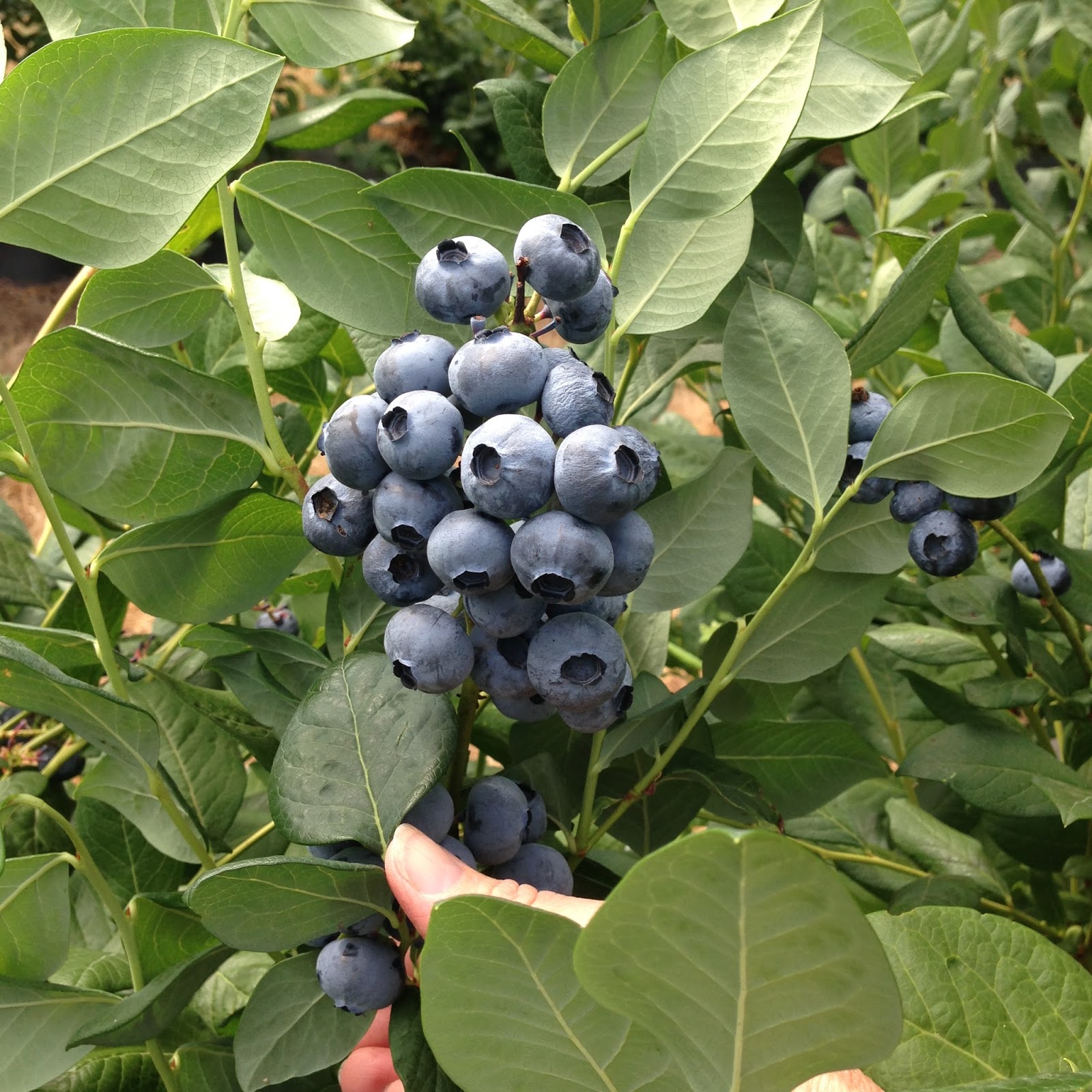 Estill Farms Blueberries