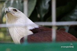 elang bondol kebun binatang ragunan jakarta