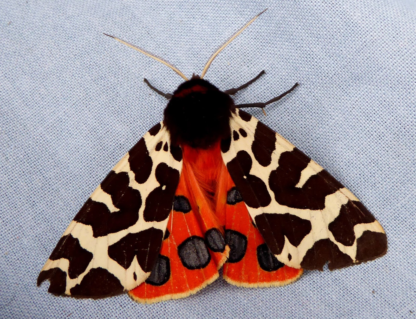 Julia Garner Garden Tiger Moth caterpillar.