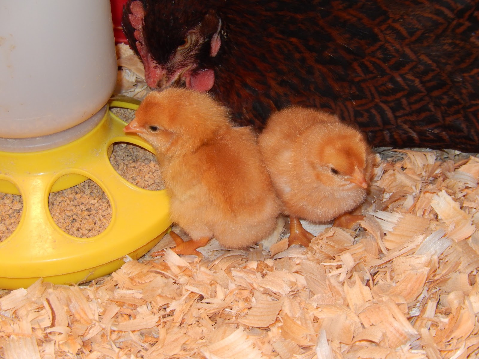 Pam's Backyard Chickens A Broody Hen and Her Chicks A Personal Story