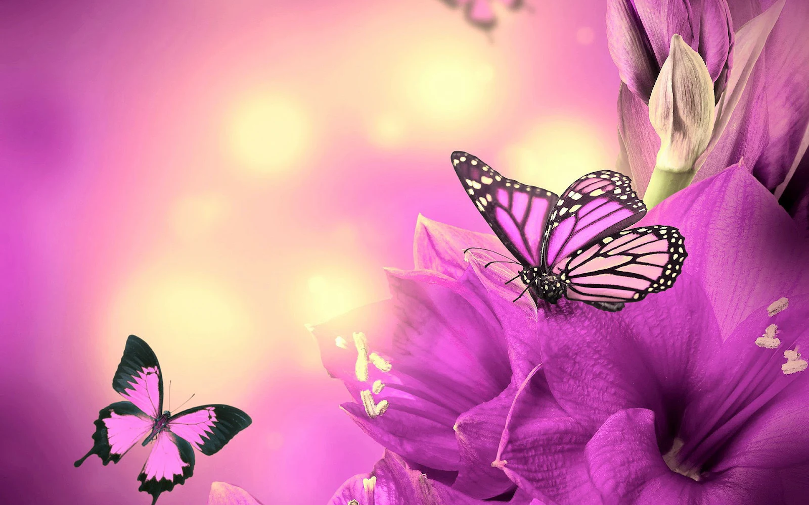 Roze vlinders en roze bloemen in de lente