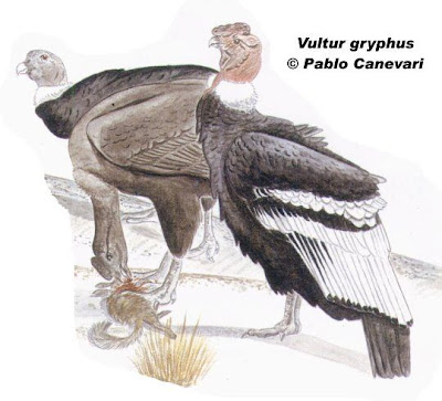 Cóndor Vultur gryphus
