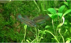 Pygmy Gourami, Ikan hias air tawar terindah, tercantik