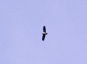 Egyptian Vulture - Spain