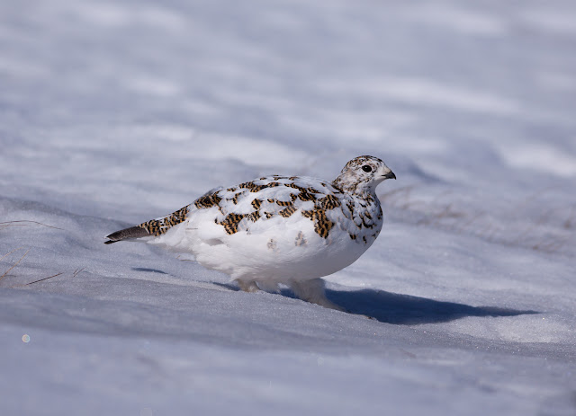 Ptarmigan - Cairngorms, Scotland