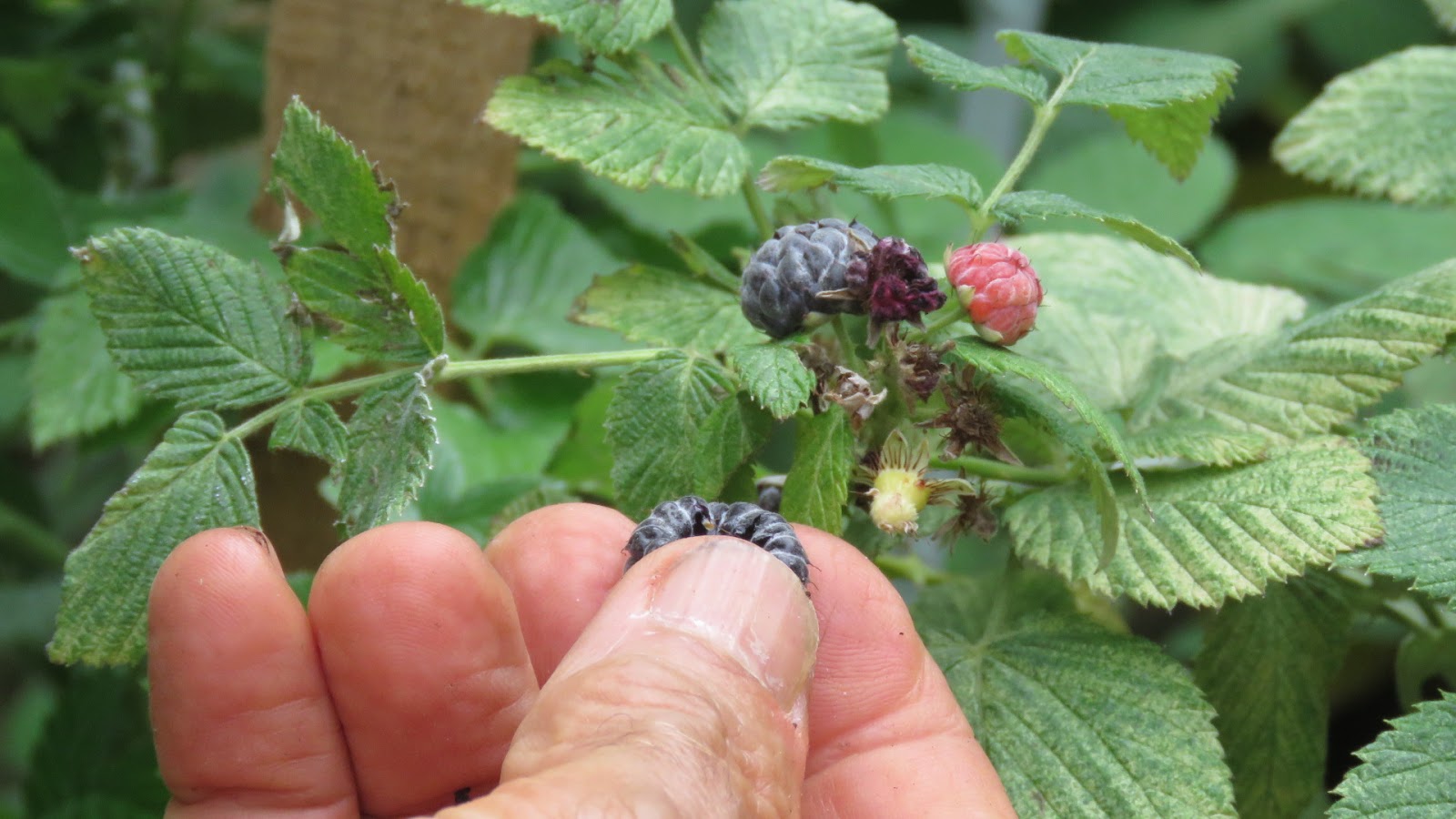 Simply Living Who says you can't grow raspberries in Florida!