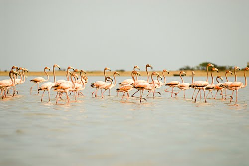 RIOHACHA UN DESTINO PARA AMAR Y DISFRUTAR: SANTUARIO DE FLORA Y FAUNA