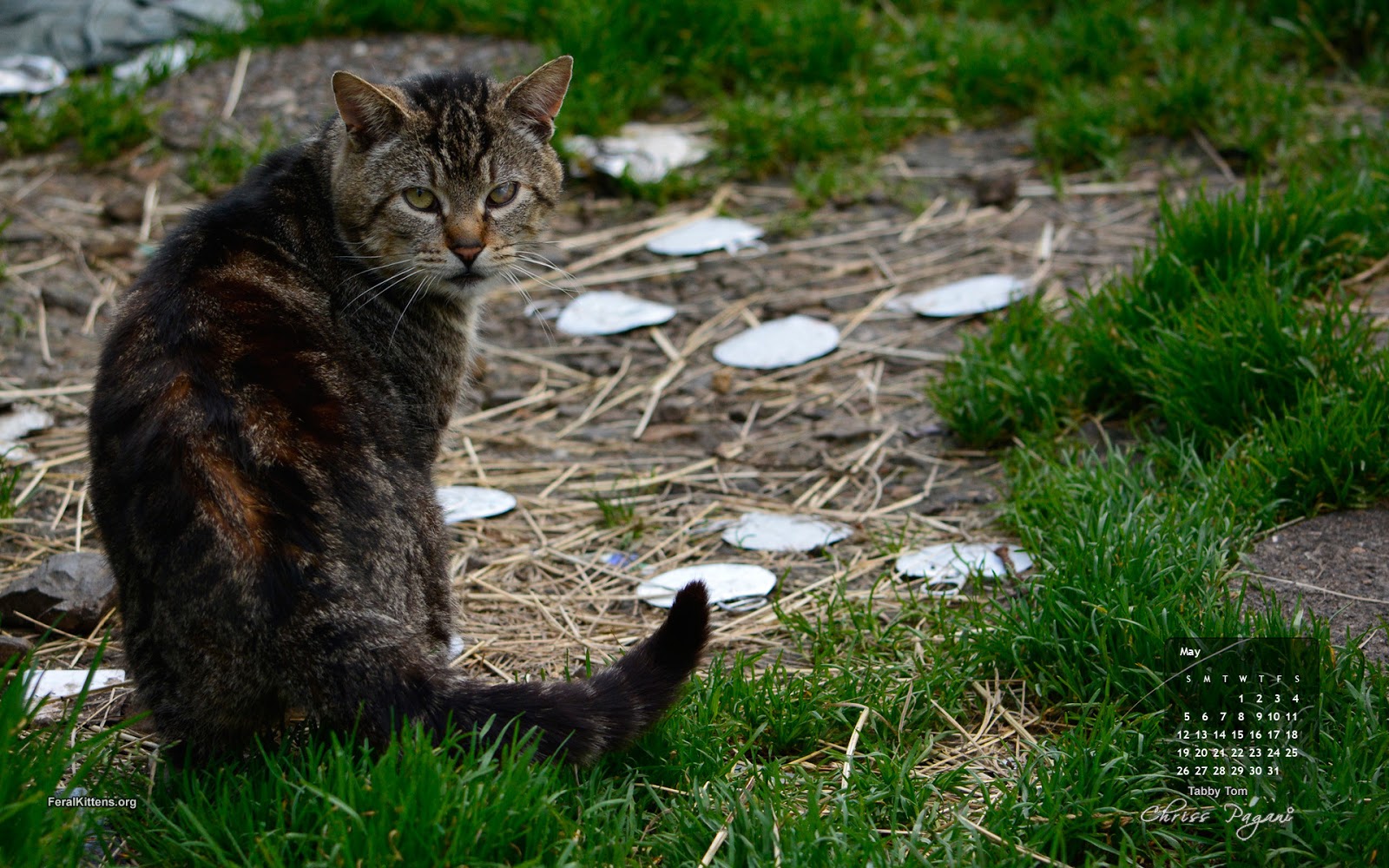 May Cat Of The Month Wallpaper Tabby Tom Cat