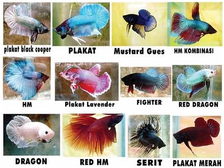 Cara Membungkus Ikan Cupang Dan Mengirim Via Jasa Nct 1203 Grow Up