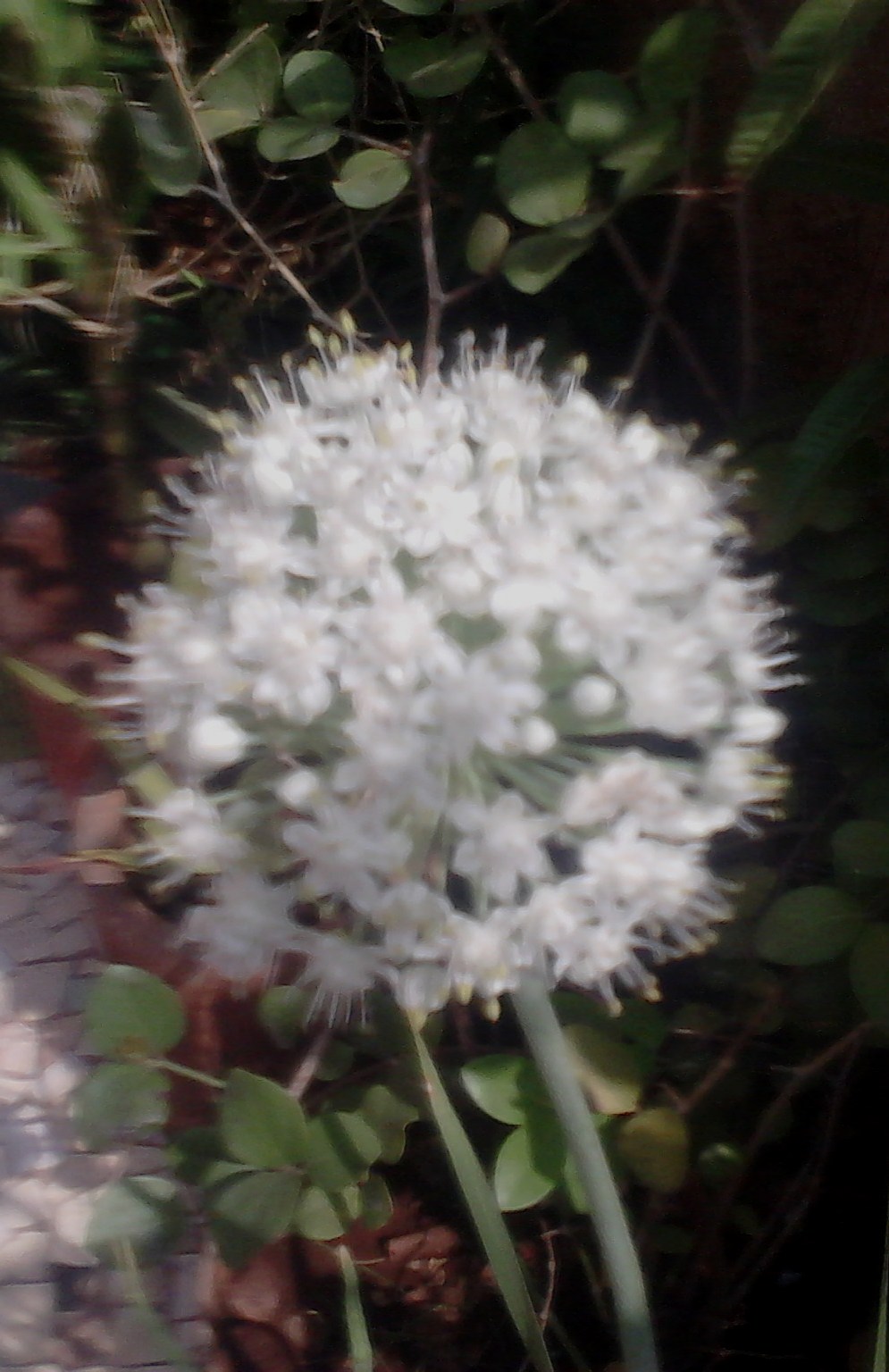 Garden Care Simplified Ornamental Onion Exotic Blooms Onion Plant