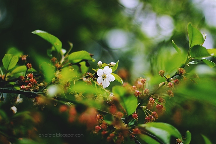 fotografia przyrodnicza, wiosna, kwiaty, wiosenne, kwitnąca wiśnia, bokeh, bokeh photography
