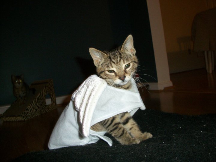 Nicole Marica Chats with my Cats