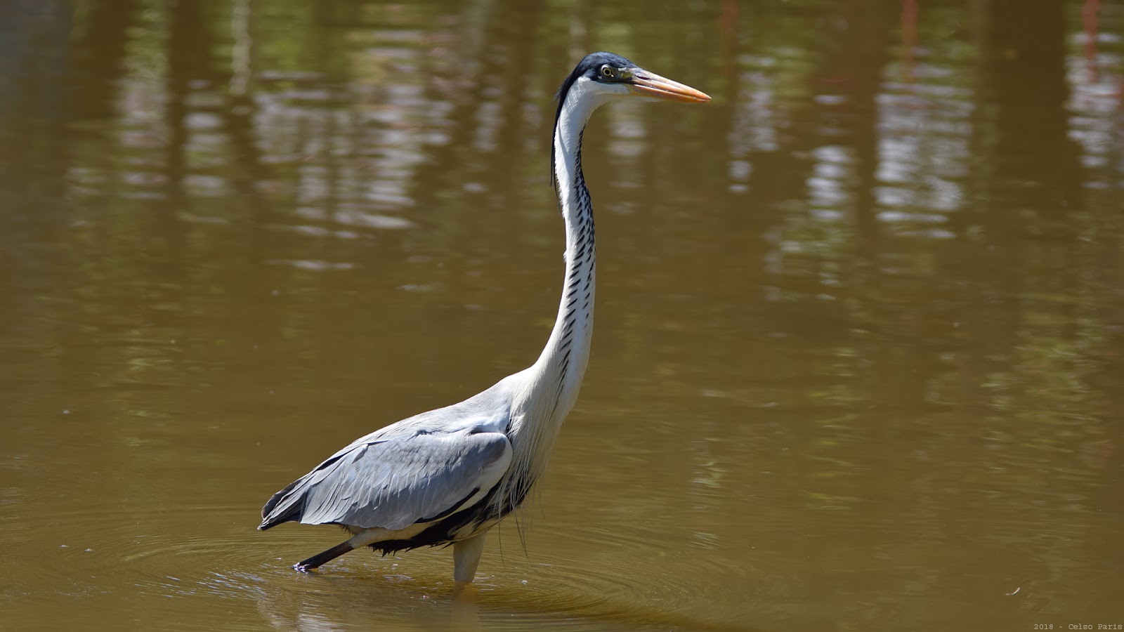 birds of southeast brazil