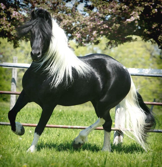 beautiful horse photos