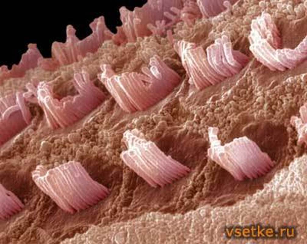 волосковые клетки внутреннего уха функции. волосковая клетка внутреннего уха строение. рецепторные волосковые клетки находятся в. внутреннее ухо волосковые клетки. волосковые клетки схема.