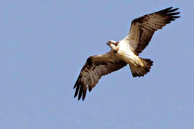 Osprey, wings spread