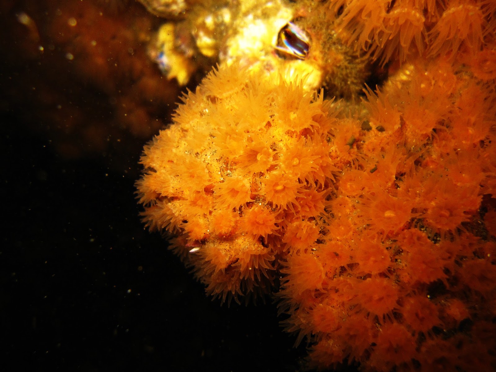 Biodiversidad Marina (Corriente de Humboldt)