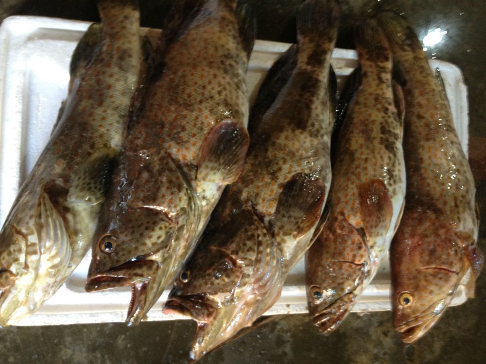 Frozen Grouper Fish Wholesale Grouper Fish Suppliers for sale.