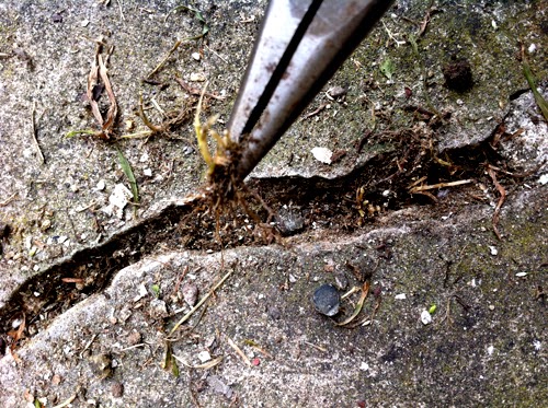 Your daily life tools: How to get rid of weeds on cement cracks
