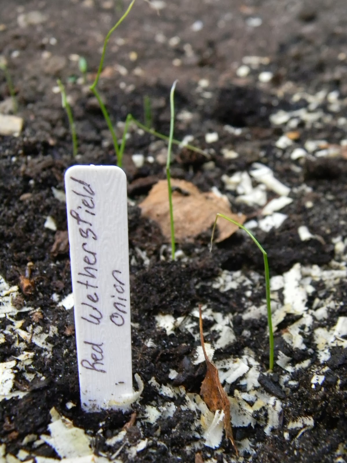 Finztastic Voyage : What Plants Go in a Cold Frame for Fall and Winter