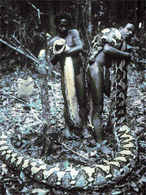 reticulated python predation on humans in the philippines reticulated python size