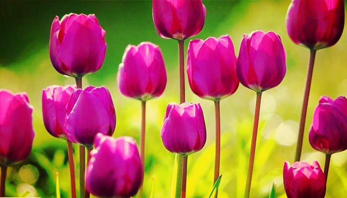 Cuidados de tulipanes