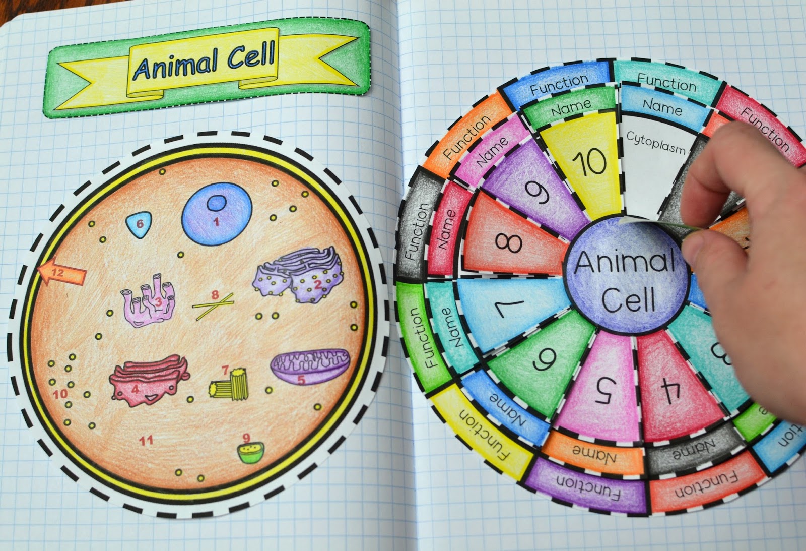 Math in Demand: Animal Cell Foldable