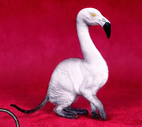 19-Flamingat-Martin-Humandescent-Surreal-Animal-Mashup-www-designstack-co