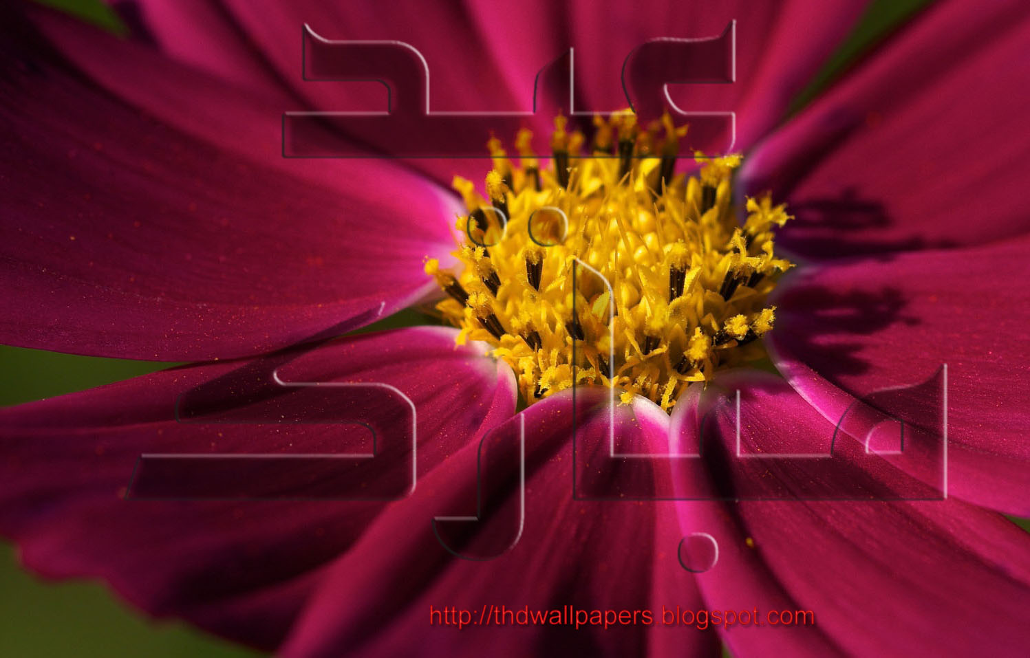 sweetcouple Lotus Flowers Eid Mubarak Cards 2012 Urdu