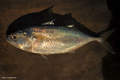 Ikan Umpan Pada Alat Tangkap Rawai Tuna ~ AanBLOG