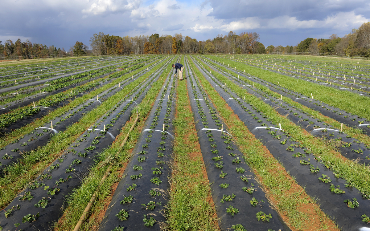 Agriculture agriculture