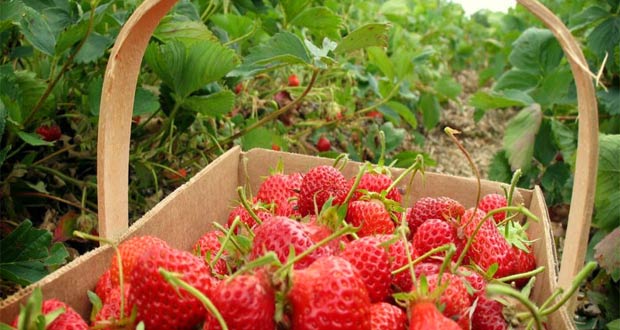 Kebun Strawberry Ciwidey