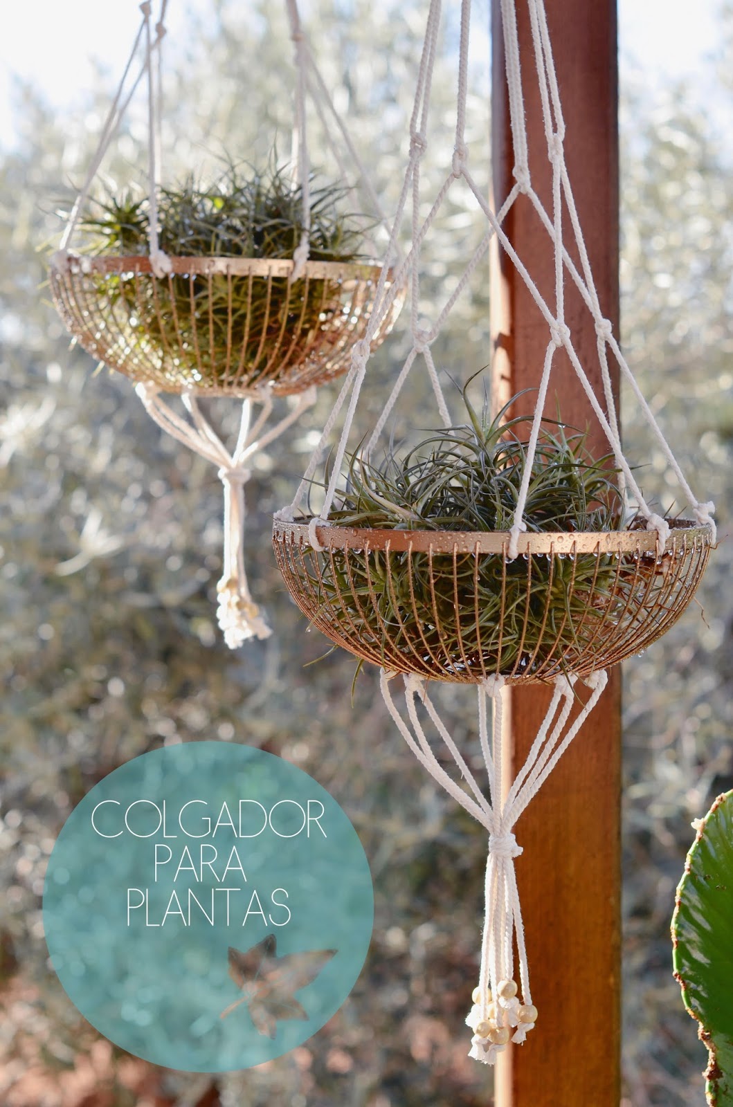 plantas-aereas