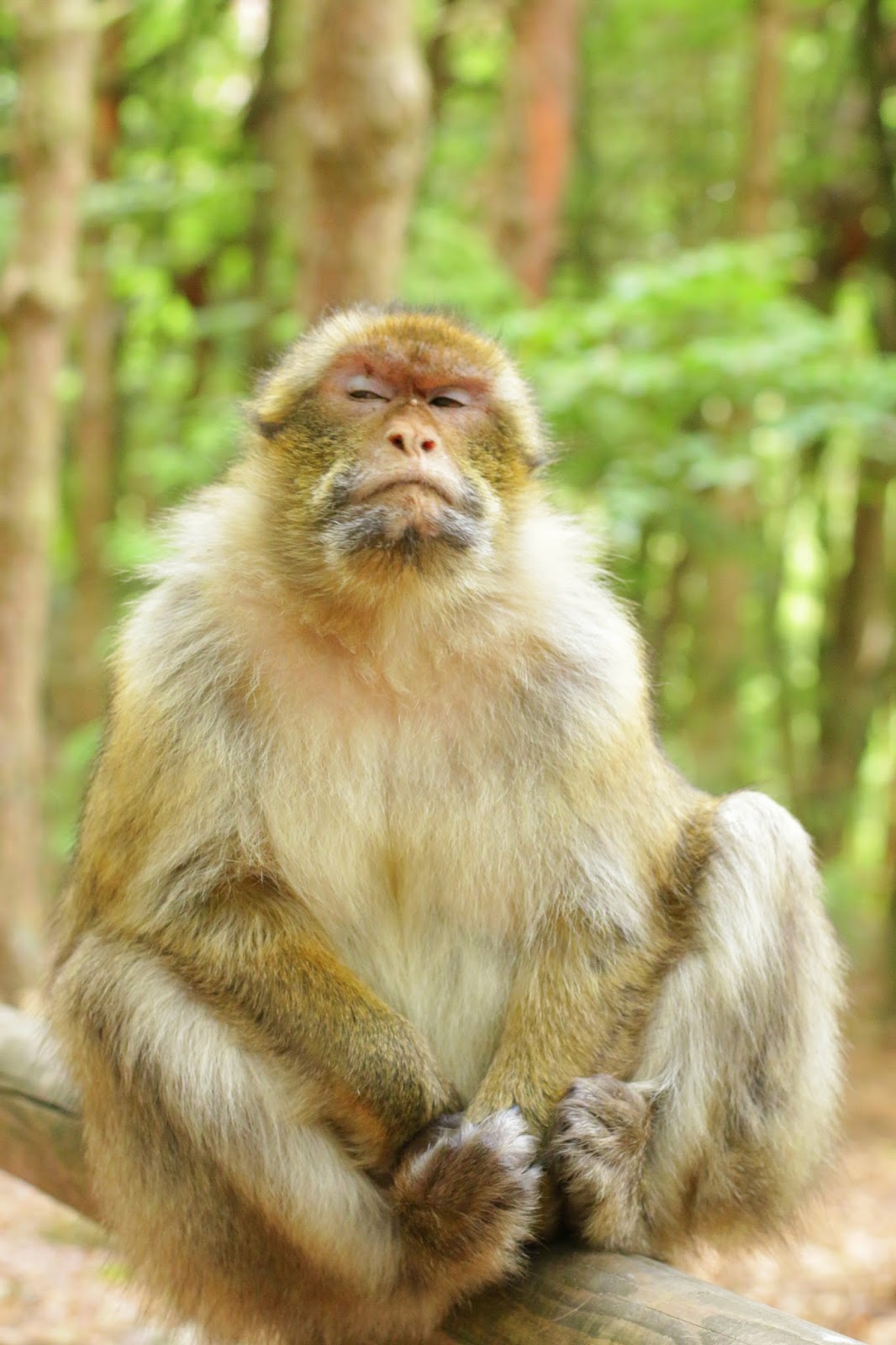 гора обезьян