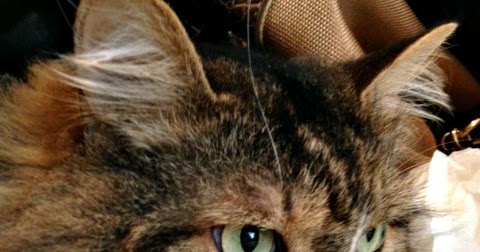 First Mate Cat Food Recall First Mate Cat Food Recall
