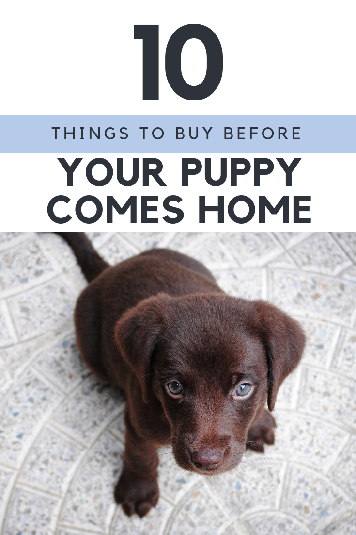 what should i buy for a puppy