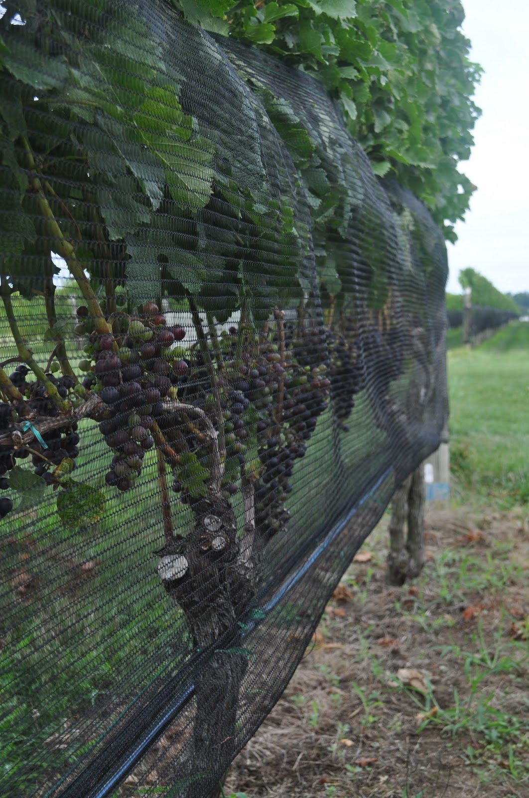 Innovative Under Trellis Management for Vineyards 2013
